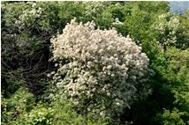  Flowering ash trees - Casella - 2006 - Flowers&Fauna - Summer - Voto: Non  - Last Visit: 30/1/2024 11.2.16 