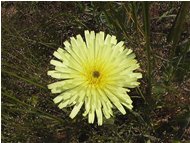  Leontodon - Casella - 2004 - Flowers&Fauna - Summer - Voto: Non  - Last Visit: 22/9/2023 3.1.1 