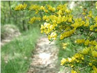  One of the many species of genista - Casella - <2001 - Flowers&Fauna - Summer - Voto: Non  - Last Visit: 29/9/2023 1.26.23 