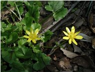  Oneof the many species of ranunculus - Casella - 2002 - Flowers&Fauna - Summer - Voto: Non  - Last Visit: 5/10/2023 5.27.15 