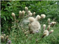  Stoppione (Cirsium arvense) - Casella - <2001 - Flowers&Fauna - Summer - Voto: Non  - Last Visit: 12/3/2024 19.5.38 