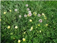  Trifoglio e altri fiori di campo - Casella - 2002 - Flowers&Fauna - Summer - Voto: Non  - Last Visit: 1/10/2023 13.29.32 