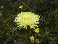  Varietà di leontodon - Casella - 2004 - Flowers&Fauna - Summer - Voto: Non  - Last Visit: 26/9/2023 15.13.9 