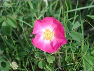  Wild rose - Casella - 2002 - Flowers&Fauna - Summer - Voto: Non  - Last Visit: 29/9/2023 15.20.43 
