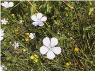  A species of linen - Casella - 2004 - Flowers&Fauna - Summer - Voto: Non  - Last Visit: 29/9/2023 21.4.38 
