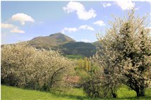  Monte Maggio tra gli amareni in fiore - Casella - 2008 - Panorami - Estate - Voto: 10   - Last Visit: 26/6/2022 17.26.17 