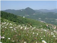  Prati fioriti a Gualdrà: in secondo piano Casella e il M. Maggio - Casella - <2001 - Panorami - Estate - Voto: Non  - Last Visit: 30/9/2023 14.30.3 