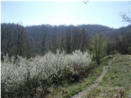  Un tratto dell' Alta Via dei Monti Liguri sopra Crocetta d Orero - Casella - 2002 - Panorami - Estate - Voto: Non  - Last Visit: 21/9/2023 18.9.1 