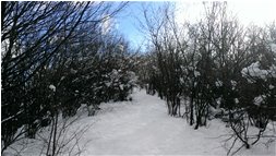  Batuffoli di neve cotonata sui rami - Crocefieschi&Vobbia - 2014 - Boschi - Inverno - Voto: Non  - Last Visit: 21/9/2023 6.13.25 