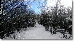 Foto Crocefieschi&Vobbia - Boschi - Batuffoli di neve cotonata sui rami