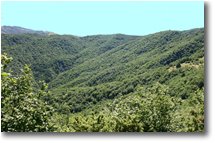 Foto Crocefieschi&Vobbia - Boschi - Boschi a Crocefieschi