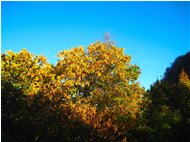  Colori d’autunno, tra siccità e cambio di stagione - Crocefieschi&Vobbia - 2017 - Boschi - Estate - Voto: Non  - Last Visit: 28/4/2023 17.24.9 