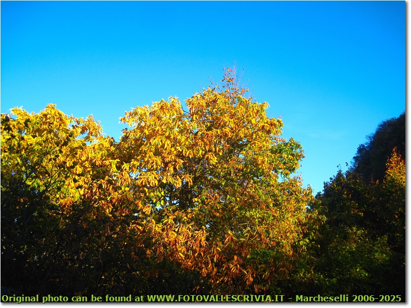 Colori d’autunno, tra siccità e cambio di stagione - Crocefieschi&Vobbia - 2017 - Boschi - Estate - Canon Ixus 980 IS