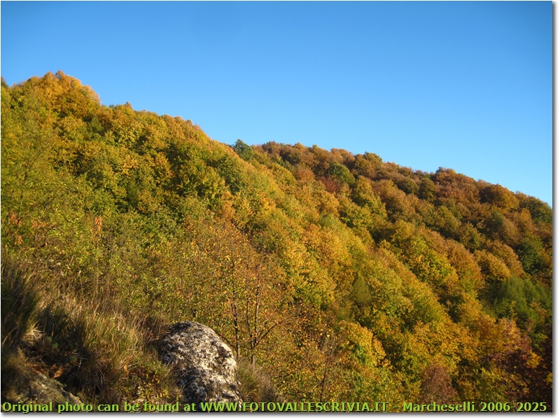 Colori d’autunno, tra siccità e cambio di stagione - Crocefieschi&Vobbia - 2017 - Boschi - Estate - Canon Ixus 980 IS