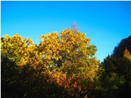  Colori d’autunno, tra siccità e cambio di stagione - Crocefieschi&Vobbia - 2017 - Boschi - Estate - Voto: Non  - Last Visit: 16/10/2021 12.32.47 