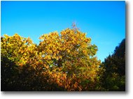 Foto Crocefieschi&Vobbia - Boschi - Colori d’autunno, tra siccità e cambio di stagione