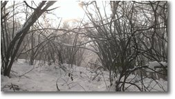 Foto Crocefieschi&Vobbia - Boschi - Intrico di nebbia e neve, verso M. Schigonzo