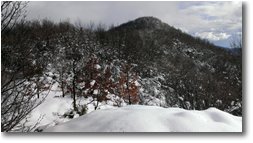 Fotografie Crocefieschi&Vobbia - Boschi - Monte Schigonzo con neve