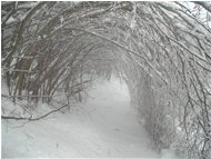  Neve e galaverna - Crocefieschi&Vobbia - 2004 - Boschi - Inverno - Voto: 8,88 - Last Visit: 26/1/2023 20.32.33 