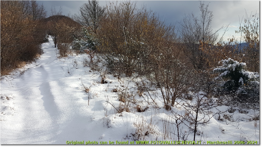 Neve salendo verso il monte Schigonzo - Crocefieschi&Vobbia - 2016 - Boschi - Inverno - HTC One S Nokia C7-00 (o altro cell)