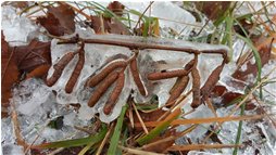  Noccioli surgelati - Crocefieschi&Vobbia - 2016 - Boschi - Inverno - Voto: Non  - Last Visit: 28/9/2023 21.14.41 