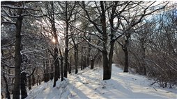  Ombre sulla neve durante il ritorno verso la cappelletta degli alpini, dal monte Proventino - Crocefieschi&Vobbia - 2016 - Boschi - Inverno - Voto: Non  - Last Visit: 12/12/2022 3.18.39 