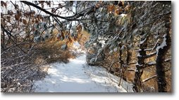 Foto Crocefieschi&Vobbia - Boschi - Pini innevati sulla costiera del Proventino