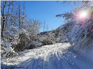  Strada innevata tra Crebaia e Alpe di Vobbia - Crocefieschi&Vobbia - 2021 - Boschi - Inverno - Voto: Non  - Last Visit: 25/5/2024 8.17.57 