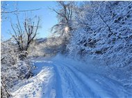  Strada innevata tra Crebaia e Alpe di Vobbia - Crocefieschi&Vobbia - 2021 - Boschi - Inverno - Voto: Non  - Last Visit: 25/5/2024 8.17.56 