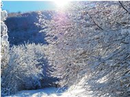  Strada innevata tra Crebaia e Alpe di Vobbia - Crocefieschi&Vobbia - 2021 - Boschi - Inverno - Voto: Non  - Last Visit: 13/4/2024 18.44.55 