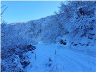  Strada ombrosa e innevata tra Crebaia e Alpe di Vobbia - Crocefieschi&Vobbia - 2021 - Boschi - Inverno - Voto: Non  - Last Visit: 13/4/2024 18.44.48 