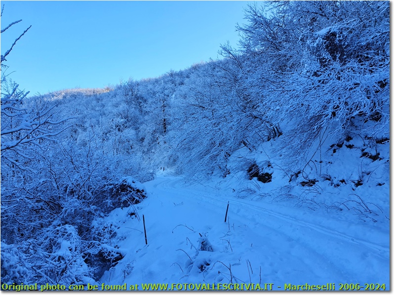 Strada ombrosa e innevata tra Crebaia e Alpe di Vobbia - Crocefieschi&Vobbia - 2021 - Boschi - Inverno - Olympus OM-D E-M10 Mark III