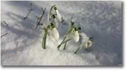 Fotografie Crocefieschi&Vobbia - Fiori&Fauna - Bucaneve
