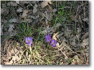 Foto Crocefieschi&Vobbia - Fiori&Fauna - Crochi