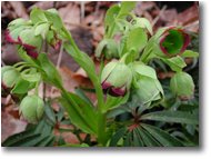 Foto Crocefieschi&Vobbia - Fiori&Fauna - Elleboro