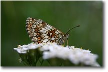 Foto Crocefieschi&Vobbia - Fiori&Fauna - Farfalla Polyommatus icarus