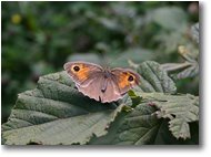 Foto Crocefieschi&Vobbia - Fiori&Fauna - Farfalla del genere pyronia