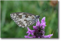 Fotografie Crocefieschi&Vobbia - Fiori&Fauna - Farfalla pararge
