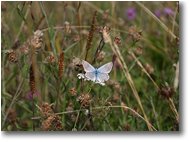 Foto Crocefieschi&Vobbia - Fiori&Fauna - Farfalla polyommatus hispanus