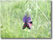 Fotografie Crocefieschi&Vobbia - Fiori&Fauna - Zygaena filipendulae butterfly