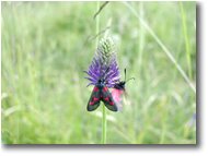 Foto Crocefieschi&Vobbia - Fiori&Fauna - Farfalla zygaena filipendulae su fiore di phiteuma