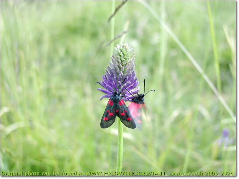 Farfalla zygaena filipendulae su fiore di phiteuma - Crocefieschi&Vobbia - <2001 - Fiori&Fauna - Estate - Olympus Camedia 3000