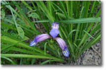 Fotografie Crocefieschi&Vobbia - Fiori&Fauna - Fiore di Cypripedium calceolus (scarpetta di Venere)