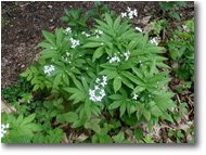 Foto Crocefieschi&Vobbia - Fiori&Fauna - Fiori e foglie di dentaria albis