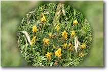 Fotografie Crocefieschi&Vobbia - Fiori&Fauna - Fioritura di genista tinctoria