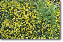 Fotografie Crocefieschi&Vobbia - Fiori&Fauna - Fioritura di ginestrino (lotus cornicolatus)