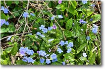 Fotografie Crocefieschi&Vobbia - Fiori&Fauna - Fioritura di myosotis