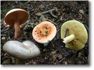 Fotografie Crocefieschi&Vobbia - Fiori&Fauna - Mushrooms:clitocybe aurantiaca, russule e boletus granulatos