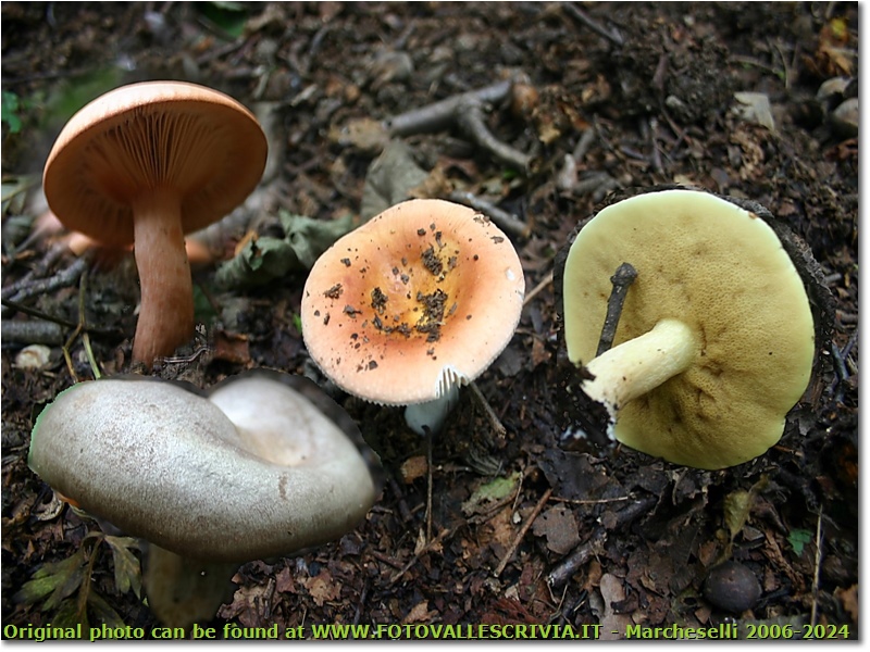 Funghi: clitocybe aurantiaca, russule e boletus granulatos (pinarello) - Crocefieschi&Vobbia - 2005 - Fiori&Fauna - Estate - Canon EOS 300D