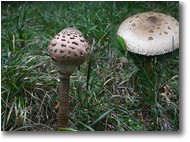 Foto Crocefieschi&Vobbia - Fiori&Fauna - Fungo Lepiota procera (mazza di tamburo)